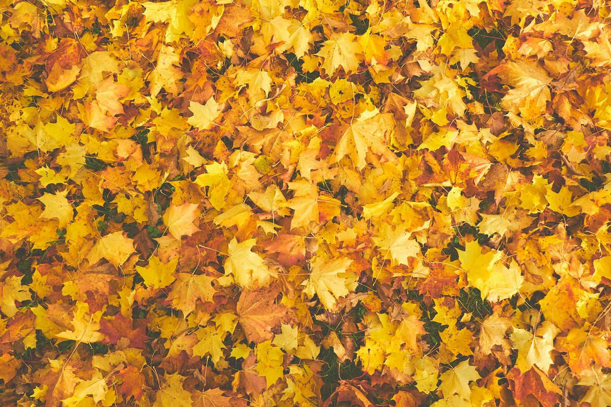 Autumn Leaves