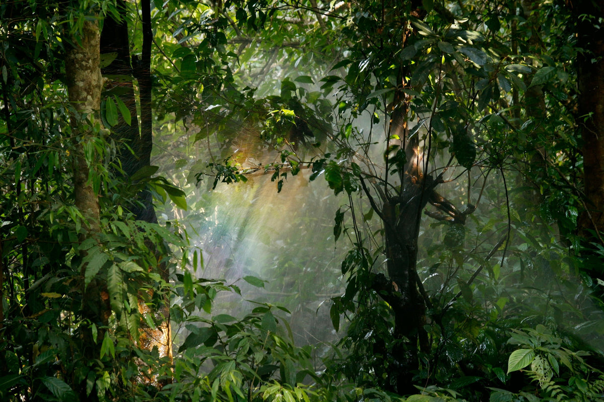 A Rainbow in the Jungle