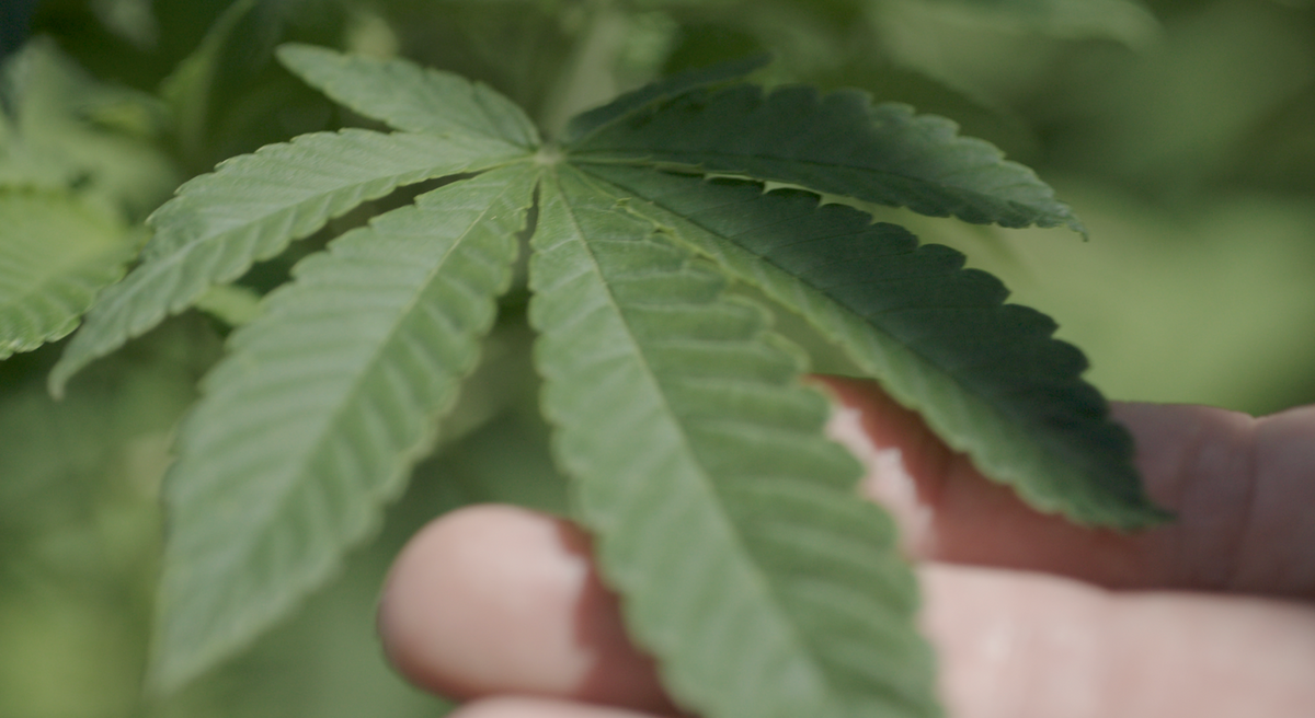 Local Hamptons Cannabis