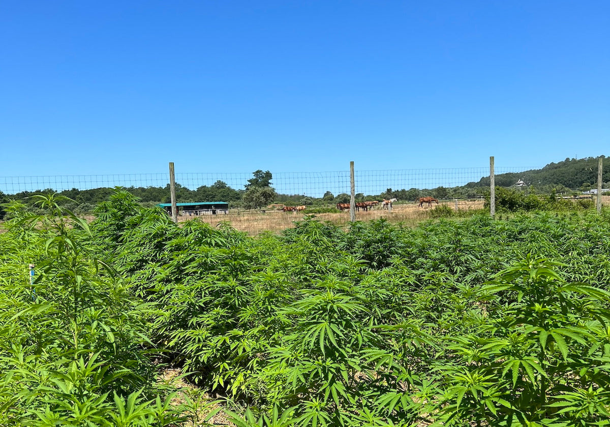 THC in Cannabis