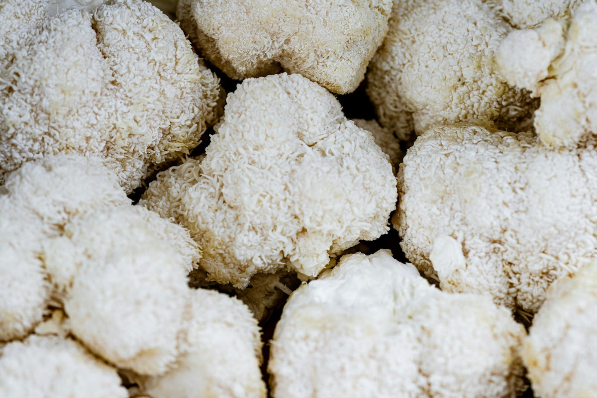 Hericium erinaceus fruiting body — the dense, white, cascading 
