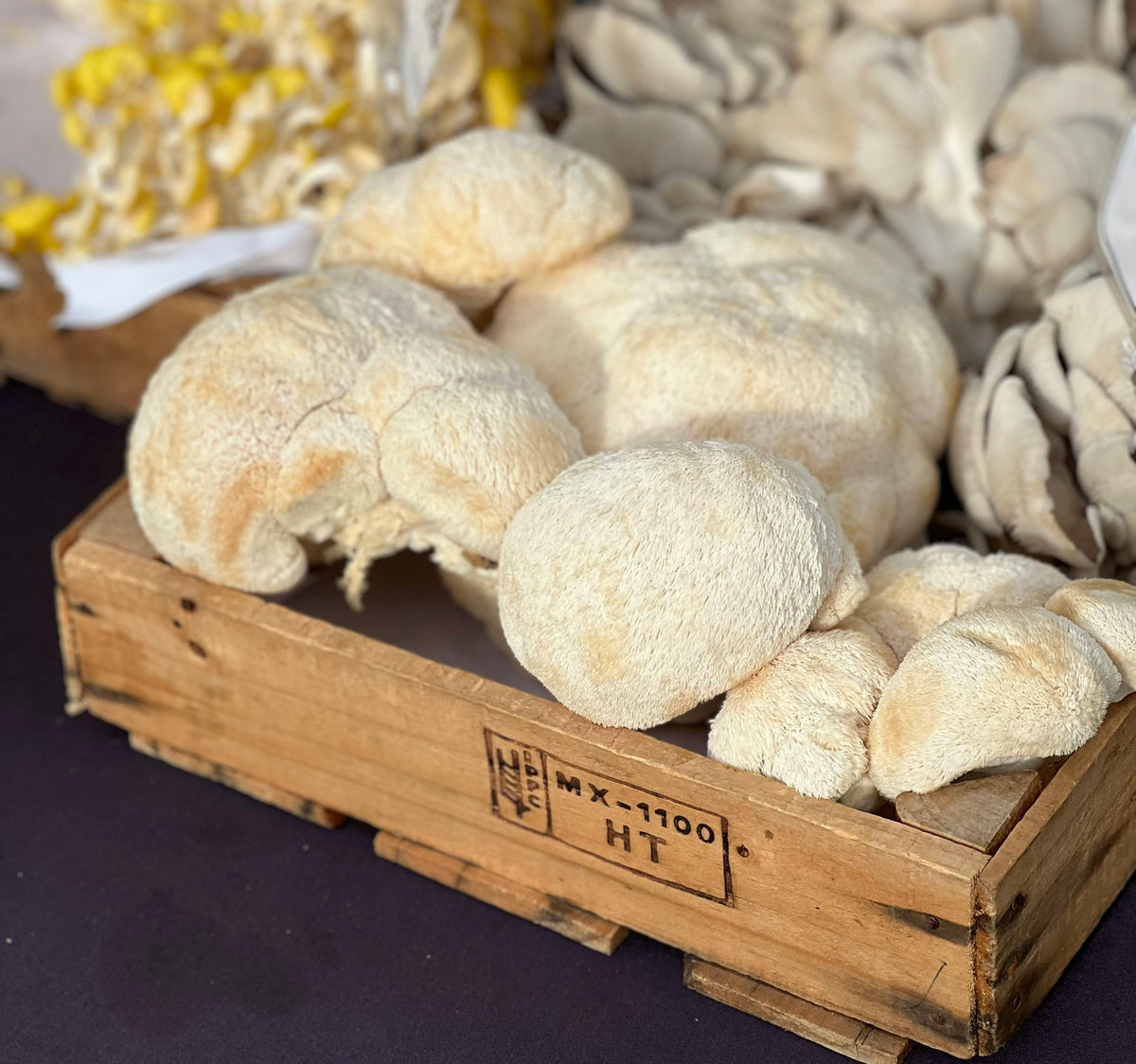 Lion's mane mushrooms health benefits