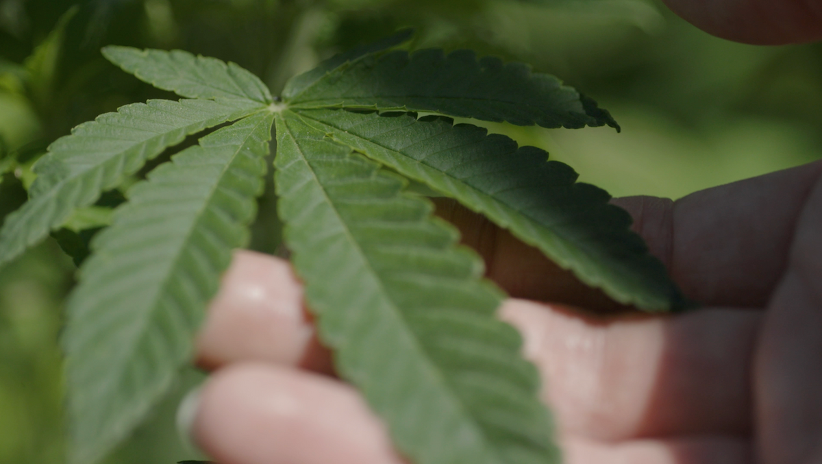 Hemp plant traditional Chinese medicine Shen Nong Ben Cao Jing upper herb classification